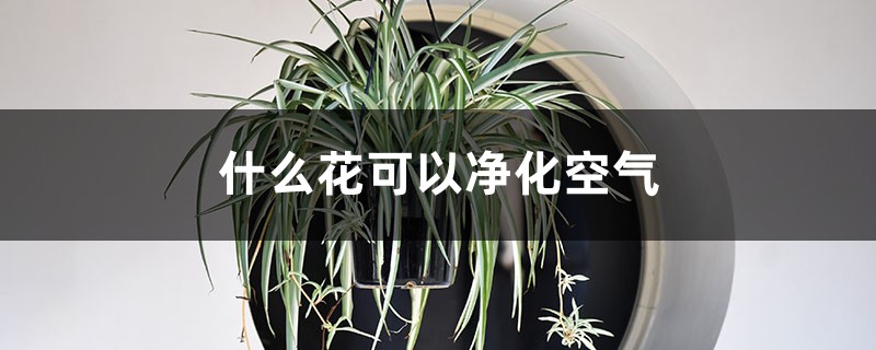 什么花可以净化空气 什么花可以净化空气