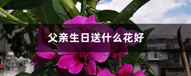 父亲生日送什么花好 父亲生日送什么花好