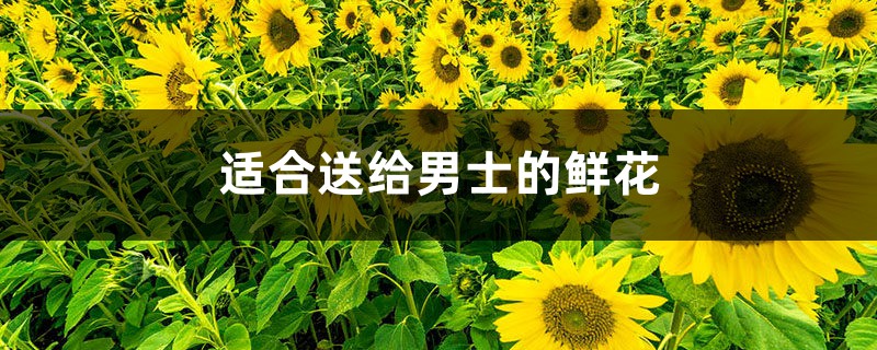 适合送给男士的鲜花 适合送给男士的鲜花