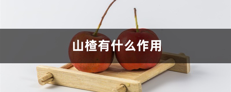 山楂有什么作用 山楂有什么作用