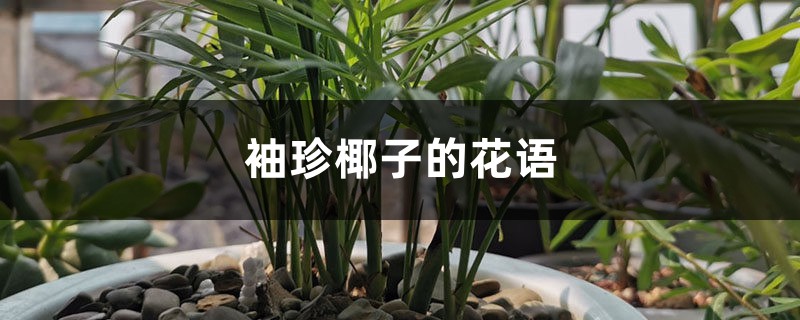袖珍椰子的花语 袖珍椰子的花语