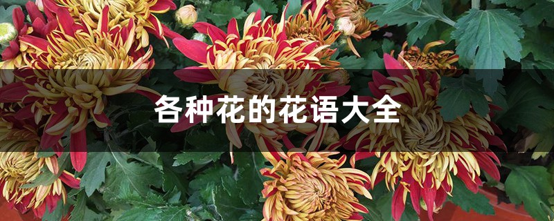各种花的花语大全 各种花的花语大全