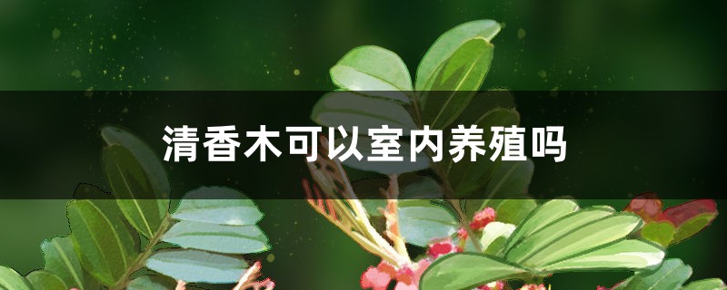 清香木可以室内养殖吗