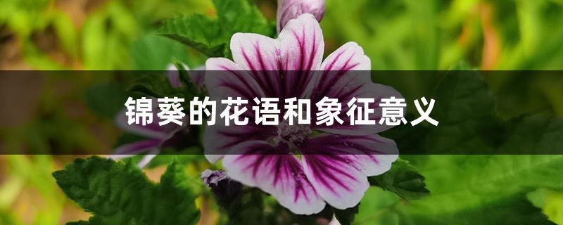 锦葵的花语和象征意义 锦葵的花语和象征意义
