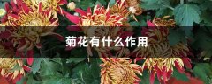 菊花有什么作用