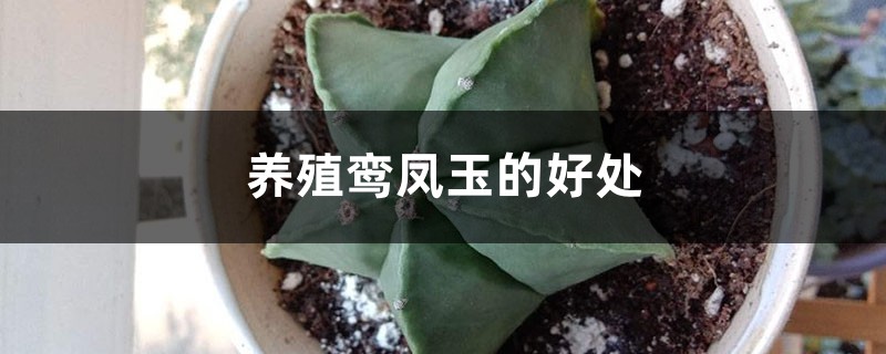 养殖鸾凤玉的好处 养殖鸾凤玉的好处