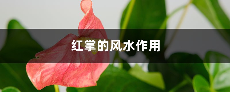红掌的风水作用 红掌的风水作用