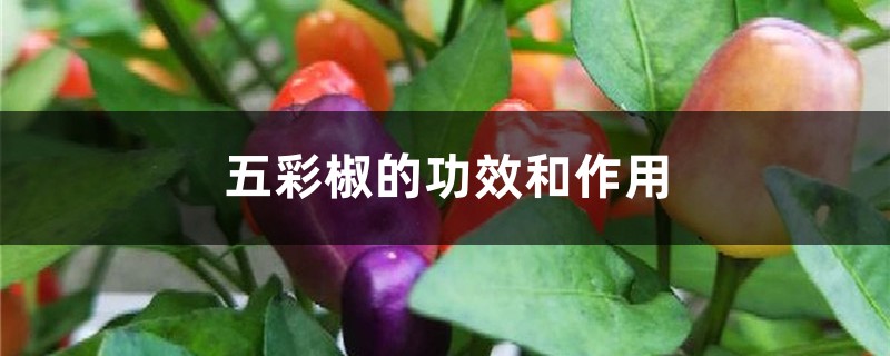 五彩椒的功效和作用 五彩椒的功效和作用