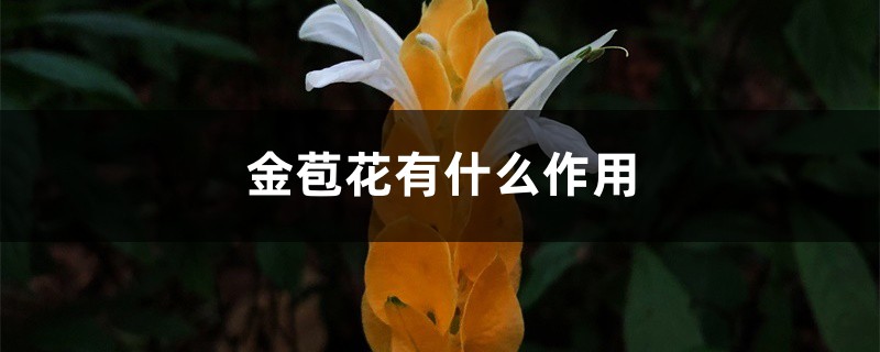 金苞花有什么作用 金苞花有什么作用