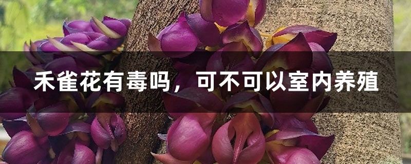 禾雀花有毒吗，可不可以室内养殖