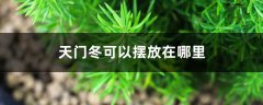 天门冬可以摆放在哪里