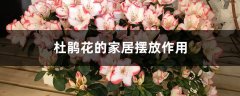 杜鹃花的家居摆放作用