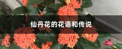 仙丹花的花语和传说