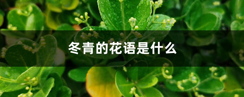 冬青的花语是什么 冬青的花语是什么