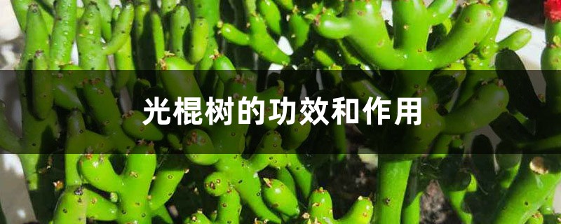 光棍树的功效和作用 光棍树的功效和作用
