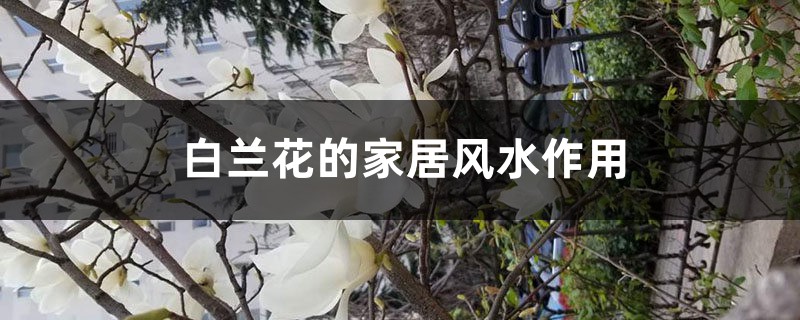 白兰花的家居风水作用 白兰花的家居风水作用