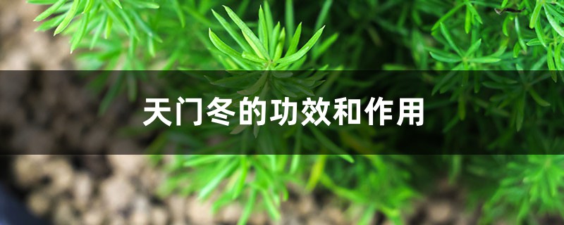 天门冬的功效和作用 天门冬的功效和作用
