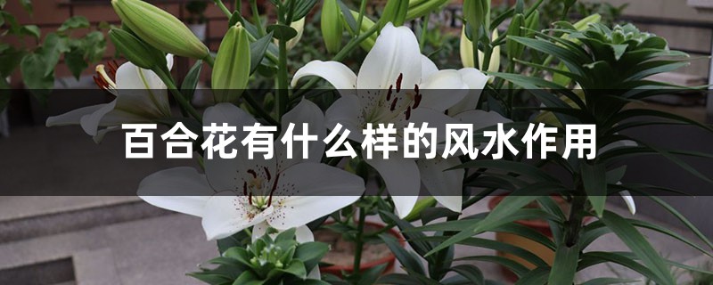 百合花有什么样的风水作用 百合花有什么样的风水作用