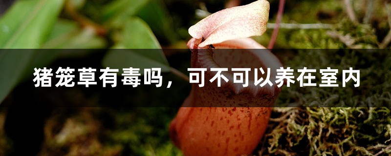 猪笼草有毒吗,可不可以养在室内 猪笼草有毒吗,可不可以养在室内