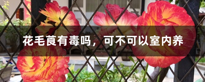 花毛莨有毒吗，可不可以室内养