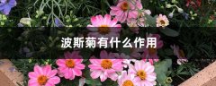 波斯菊有什么作用