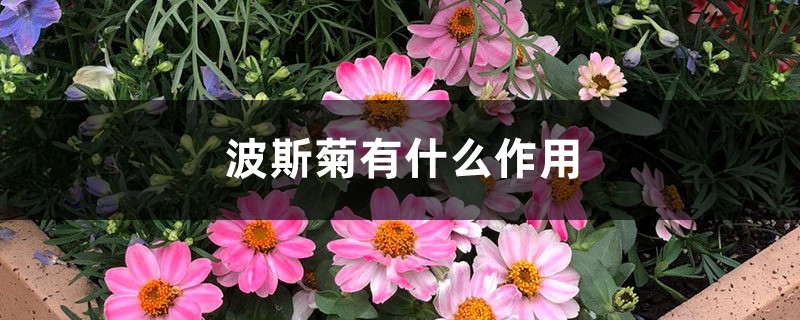 波斯菊有什么作用