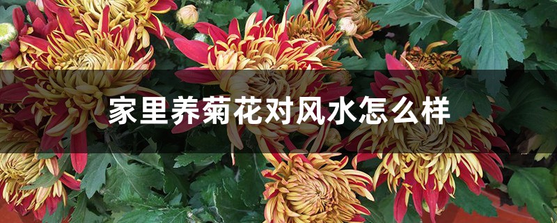 家里养菊花对风水怎么样 家里养菊花对风水怎么样
