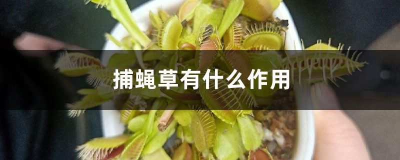 捕蝇草有什么作用 捕蝇草有什么作用
