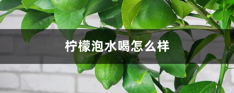 柠檬泡水喝怎么样 柠檬泡水喝怎么样