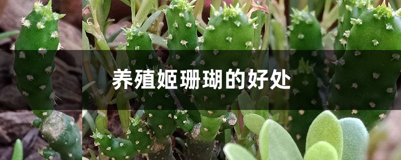 养殖姬珊瑚的好处 养殖姬珊瑚的好处
