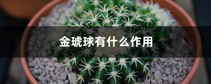 金琥球有什么作用 金琥球有什么作用