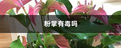 粉掌有毒吗