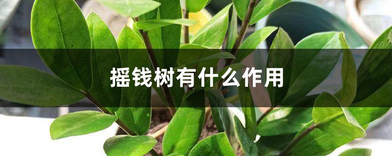 摇钱树有什么作用 摇钱树有什么作用