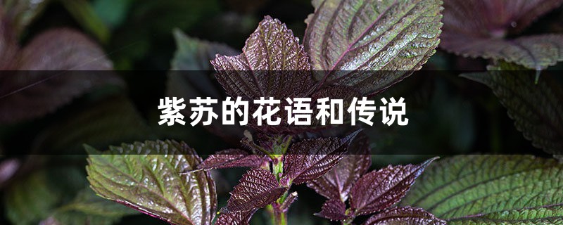 紫苏的花语和传说 紫苏的花语和传说
