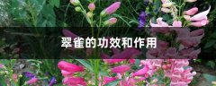翠雀的功效和作用
