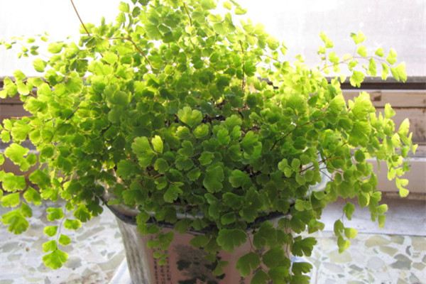 雾霾多发天气,这些植物比较受宠 雾霾多发天气,这些植物比较受宠