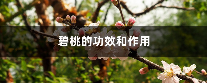 碧桃的功效和作用 碧桃的功效和作用