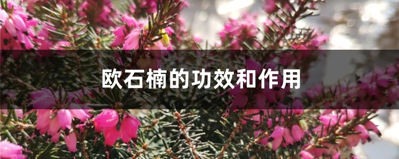 欧石楠的功效和作用 欧石楠的功效和作用