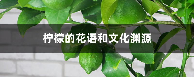 柠檬的花语和文化渊源 柠檬的花语和文化渊源
