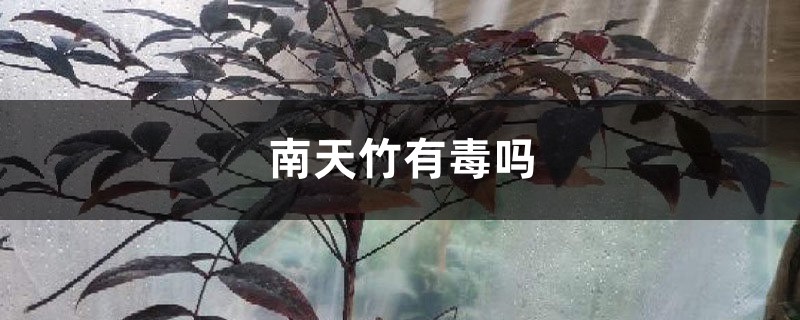 南天竹有毒吗 南天竹有毒吗