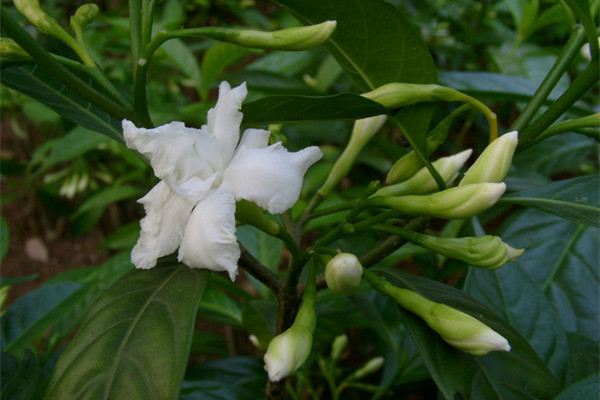 狗牙花有毒吗 狗牙花有毒吗