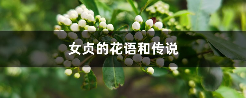 女贞的花语和传说 女贞的花语和传说