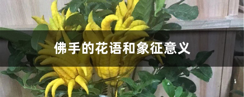 佛手的花语和象征意义 佛手的花语和象征意义