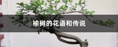 榆树的花语和传说