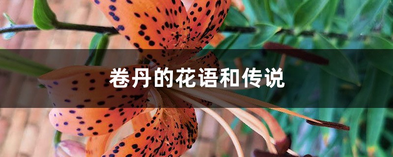 卷丹的花语和传说 卷丹的花语和传说