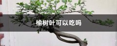 榆树叶可以吃吗