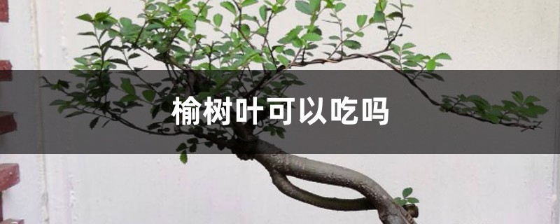 榆树叶可以吃吗 榆树叶可以吃吗