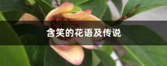 含笑的花语及传说