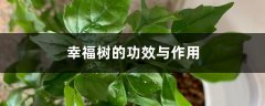 幸福树的功效与作用