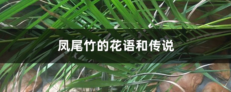 凤尾竹的花语和传说 凤尾竹的花语和传说